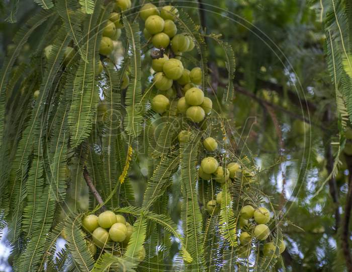 Indian Gooseberry, Malacca Tree Or Amla From Sanskrit Amalika, Is A Deciduous Tree Of The Family Phyllanthaceae. It Is Known For Its Edible Fruit Of The Same Name.