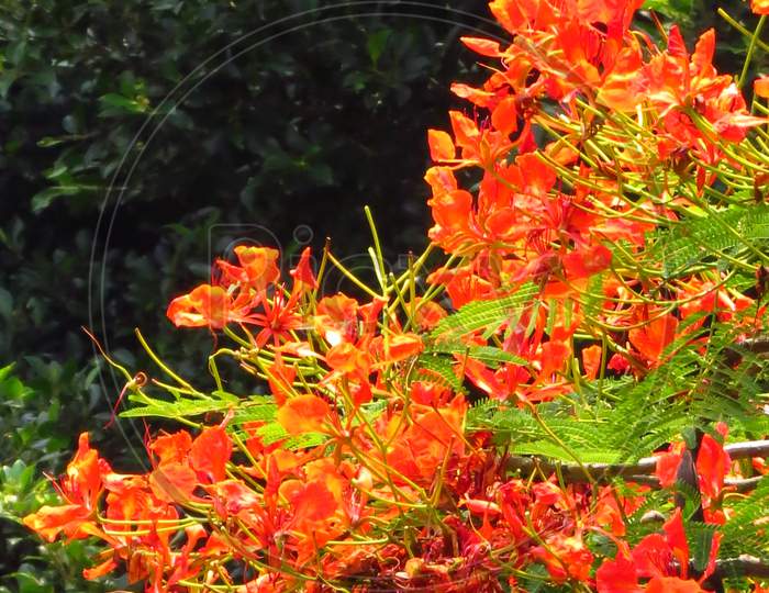Flamboyanttree，Royal Poinciana，Royal Poinciana Flame Tree， Peacacock Flower