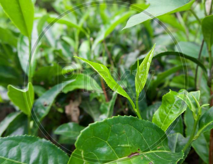 Tea leaf in the garden