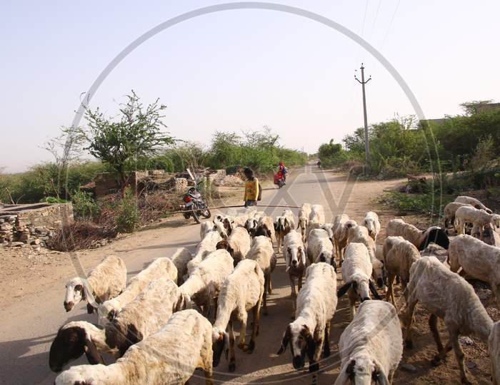 A Village Boy With Herd of  Sheep On A Hot Summer Day On The Outskirts Of Ajmer, In The Indian State Of Rajasthan On 28 May 2020.