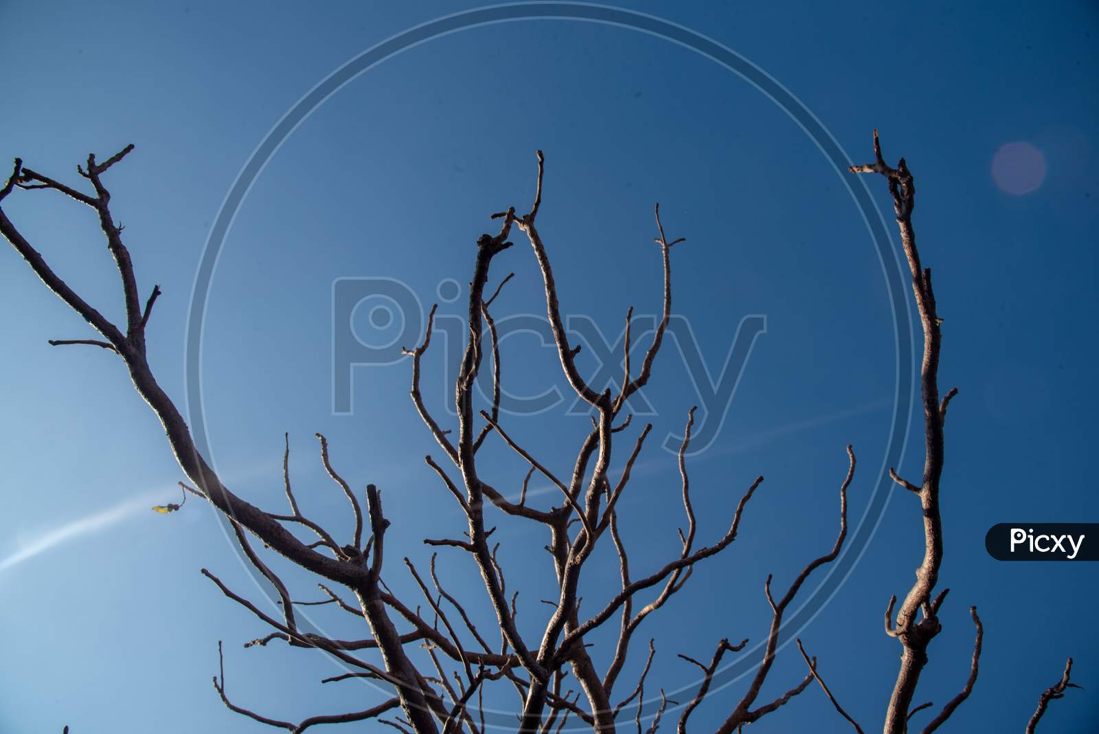 Dry Tree Branches with Sky in the Background
