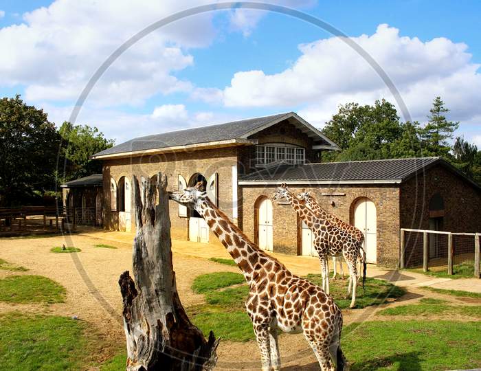Beautiful giraffes at London Zoo,ZSL London Zoo London UK