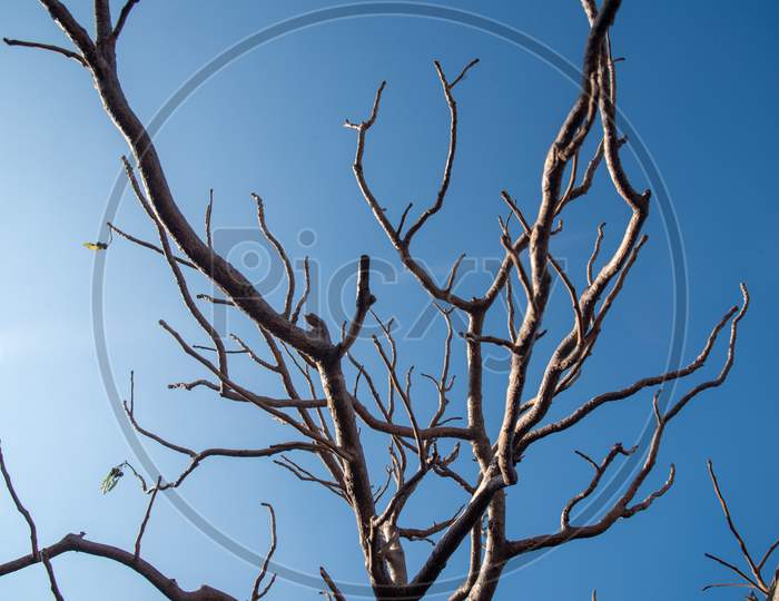 Dry Tree Branches with Sky in the Background