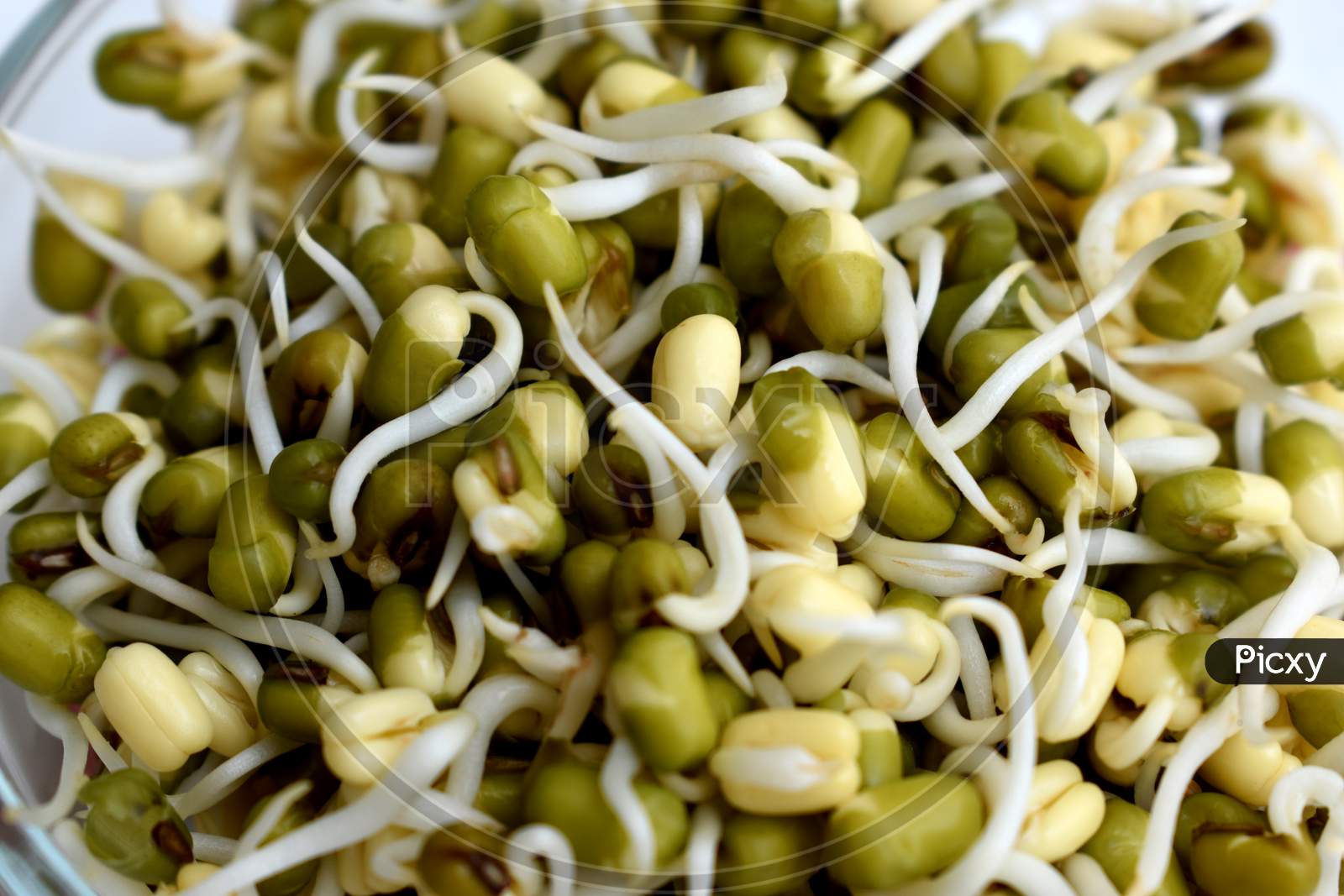 Sprout Beans Healthy Food For Fitness
