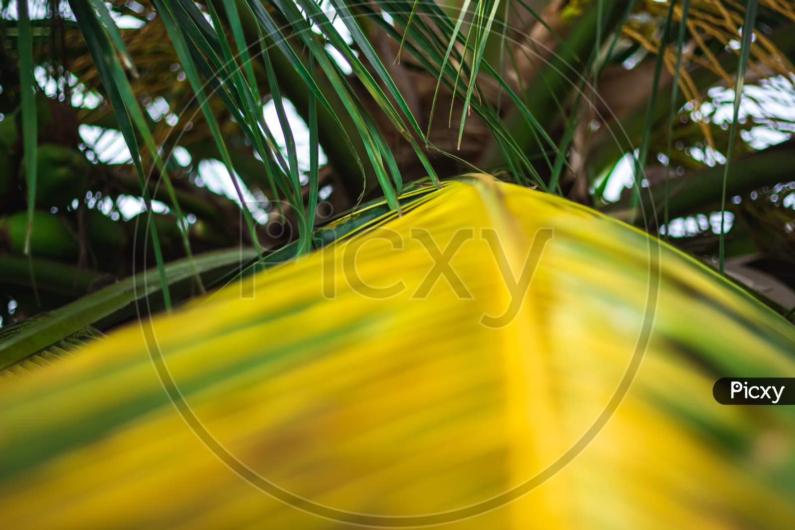 Green Coconut Leaf Straight Line Pattern Frame Isolated Background Of Coconut Tree. Its Help To Use For Shelter Of House On Villages And Coconut Leaves Use For Indian Festivals.