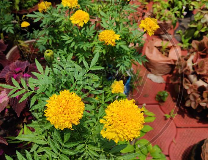Yellow Marigold Flower from Village, Kerala