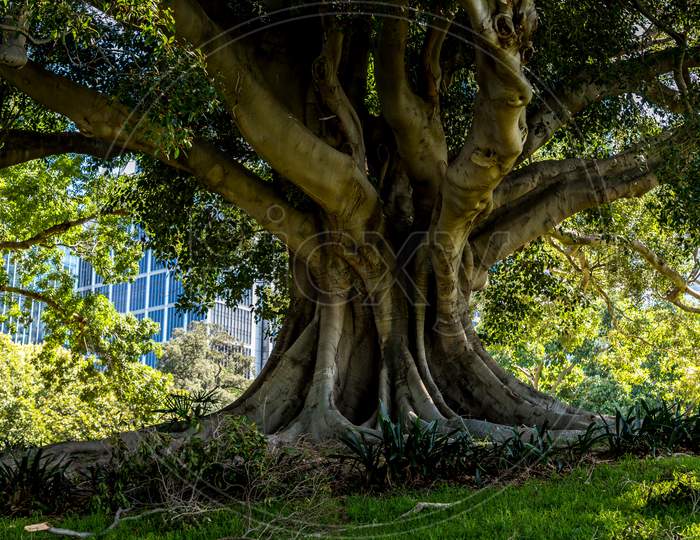 An old tree in the Royal Botanic Garden of Sydney, New South Wales in Australia park not far away of the opera house as life went back after the bush fires.