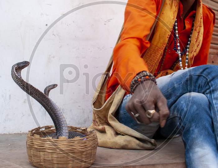 Indian Juggler Playing With A Pair Of Venomous King Cobra