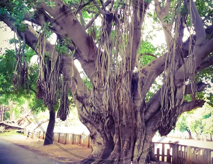 Thick Banyan tree with Roots hung beside street