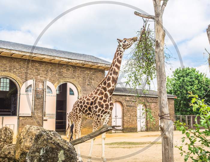 Beautiful giraffes couple at the Zoo