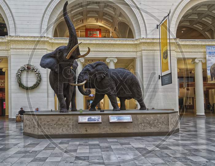 Elephant display at the main hall of The Field Museum of Natural History in Chicago, USA