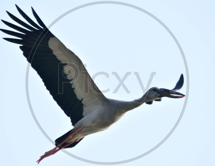 asian open bill stork in habitat