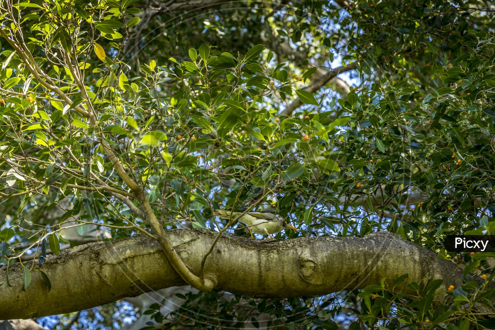 A bird sitting in a tree in a park in Sydney, New South Wales, Australia.