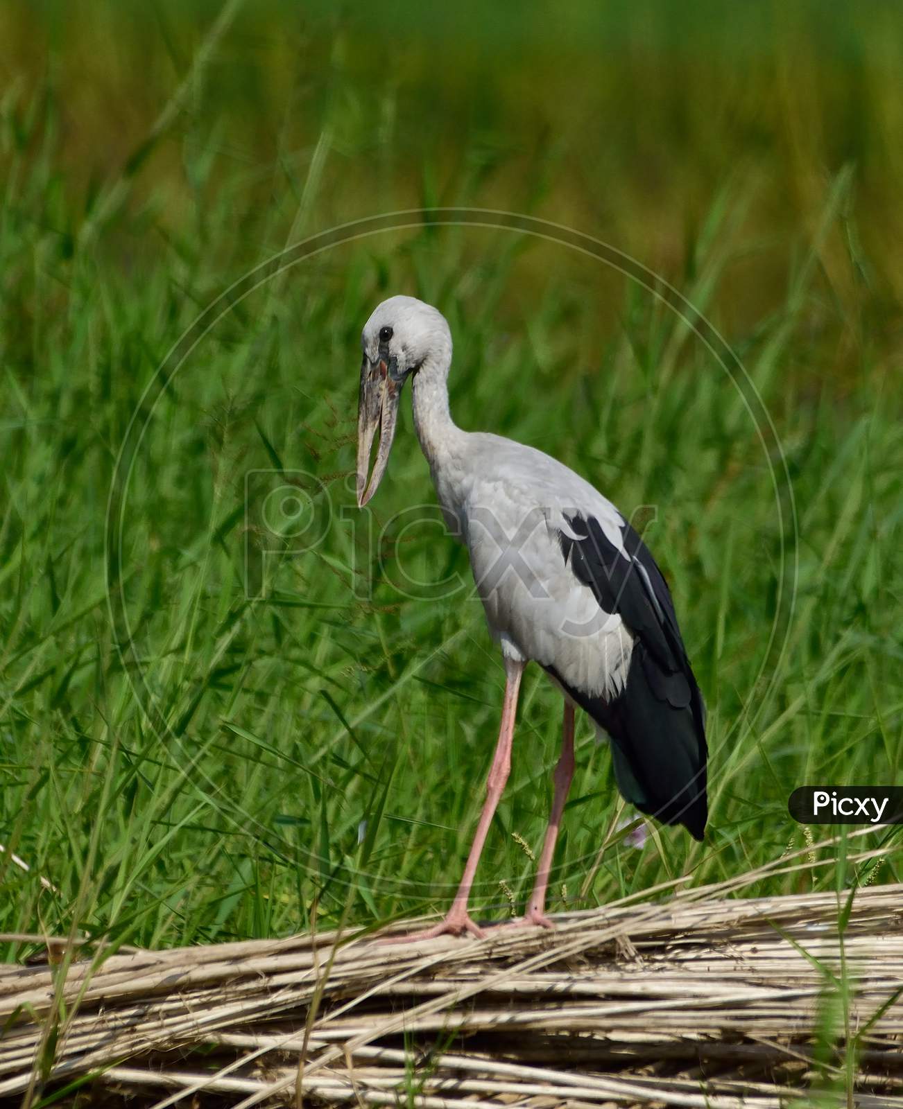 asian open bill stork in habitat