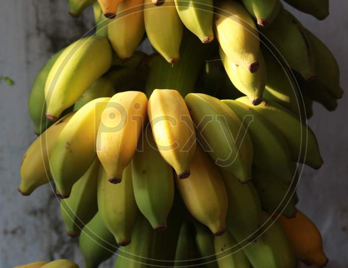 Bunch Of Fresh Ripe And Unripe Bananas Naturally Grown. Heap Of Banana.