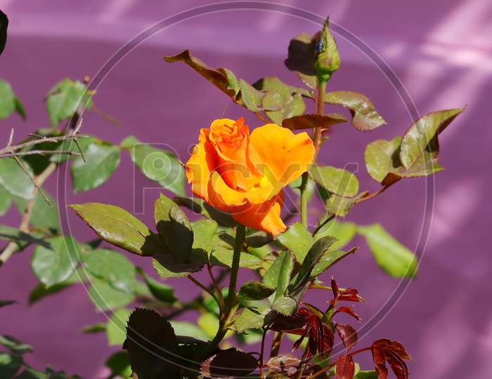 Orange Colour Rose Flower With Pink Wall Background