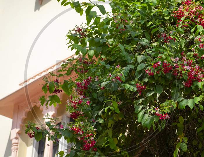 Rangoon Creeper, And Combretum Indicum Is A Vine With Red Flower Clusters And Is Found In Asia