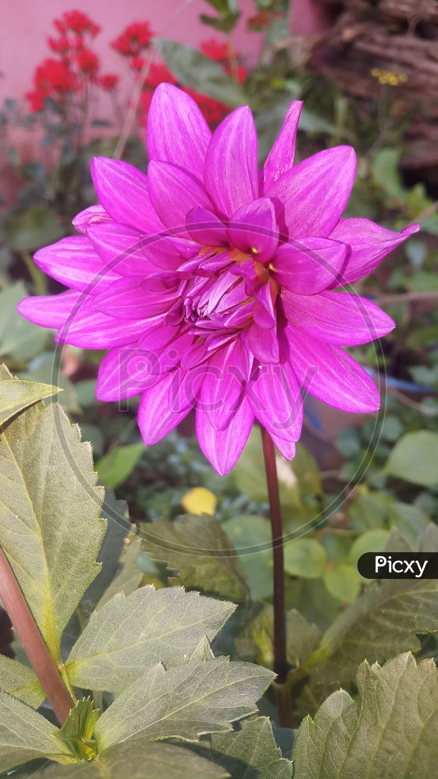 Violet Dahlia Flower