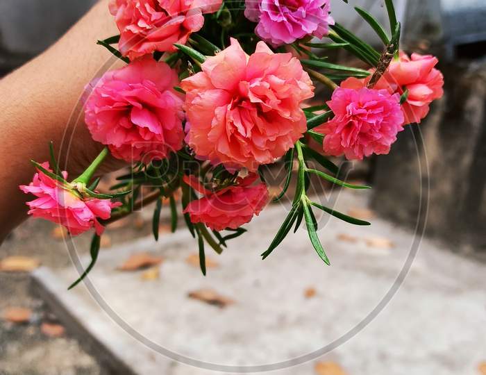 Girl holding a bunch of moss roses