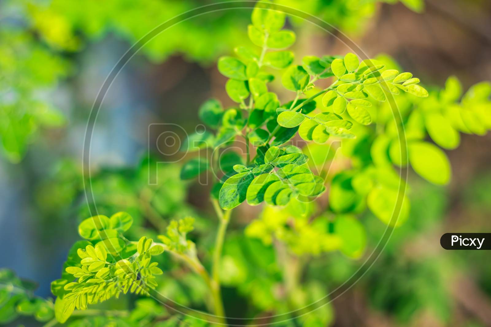 Drum Stick Leafs. Moringa Leaves / Drumstick Spinach. Moringa Oleifera Drum Stick Tree Leaf. Moringa Oleifera Known As The Drum Stick Tree Is An Amazing Tree, Its Can Be Used As Food Or Medicine,