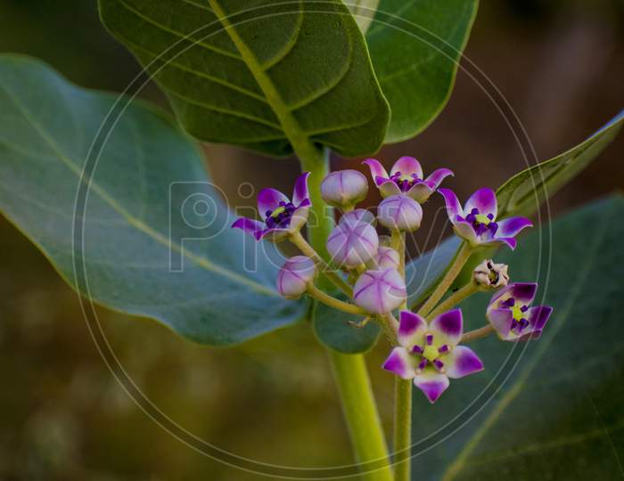 Calotropis Gigantea, The Crown Flower, Is A Species Of Calotropis Native To Cambodia, Indonesia, Malaysia, The Philippines, Thailand, Sri Lanka, India, China, Pakistan, Nepal, And Tropical Africa