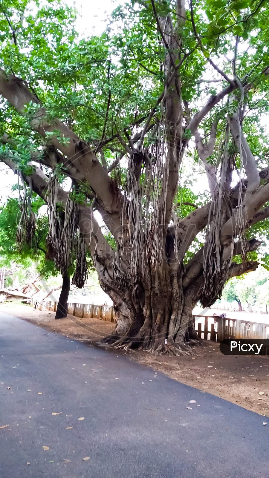 Big Banyan tree with hung roots beside street