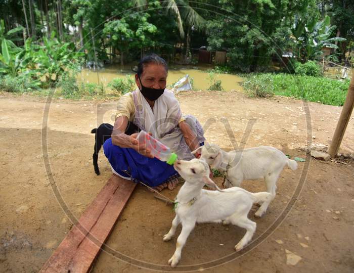 A Flood Affected Woman Feeds Her Goat In Hojai District of Assam On May 30,2020.