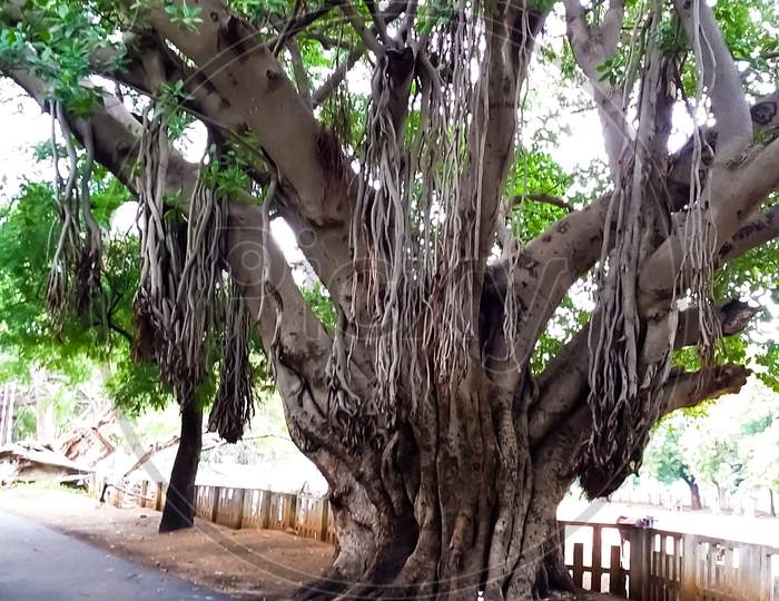 Big Banyan tree with hung roots beside street