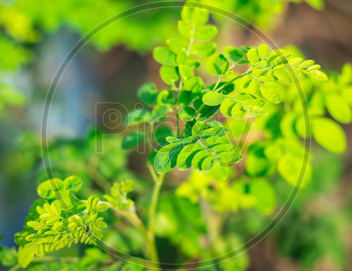 Drum Stick Leafs. Moringa Leaves / Drumstick Spinach. Moringa Oleifera Drum Stick Tree Leaf. Moringa Oleifera Known As The Drum Stick Tree Is An Amazing Tree, Its Can Be Used As Food Or Medicine,