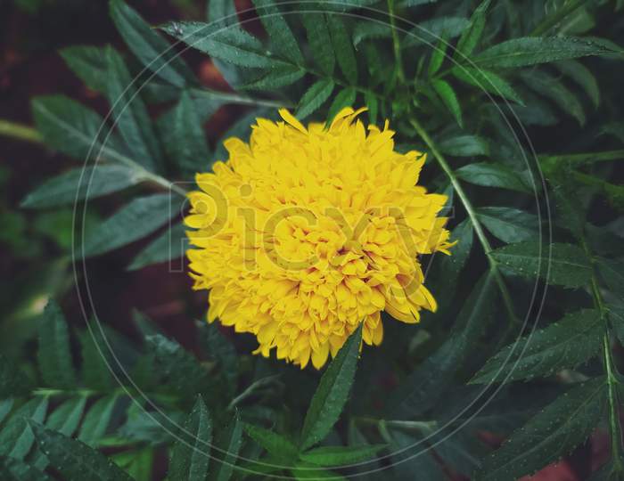 Indian Marigold Flower With Leaves