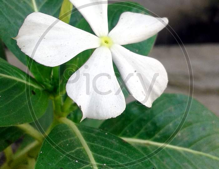 white flower and green leaves