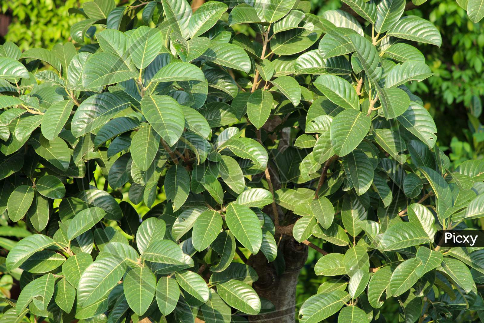 Leaves Of Wild Jack Fruit Tree