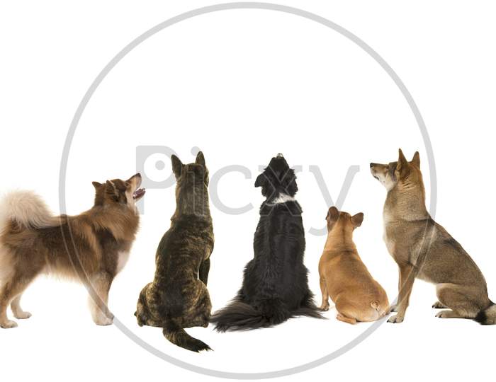 Various Breeds Of Dogs Looking Up Seen At The Back Side Isolated On A White Background