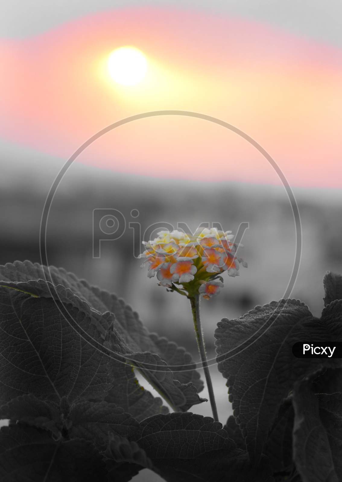 Beutiful multicolor lantana flower with blackish leaves, background and colorful sky