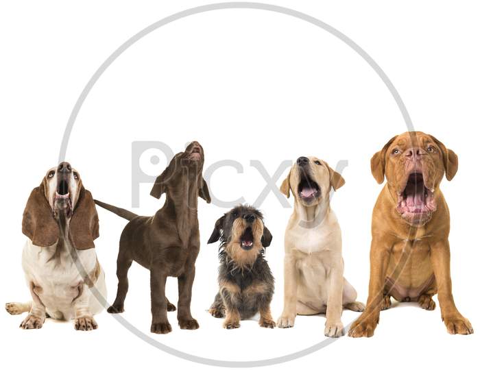 Group Of Dogs With Various Breeds Looking Up Singing On A White Background