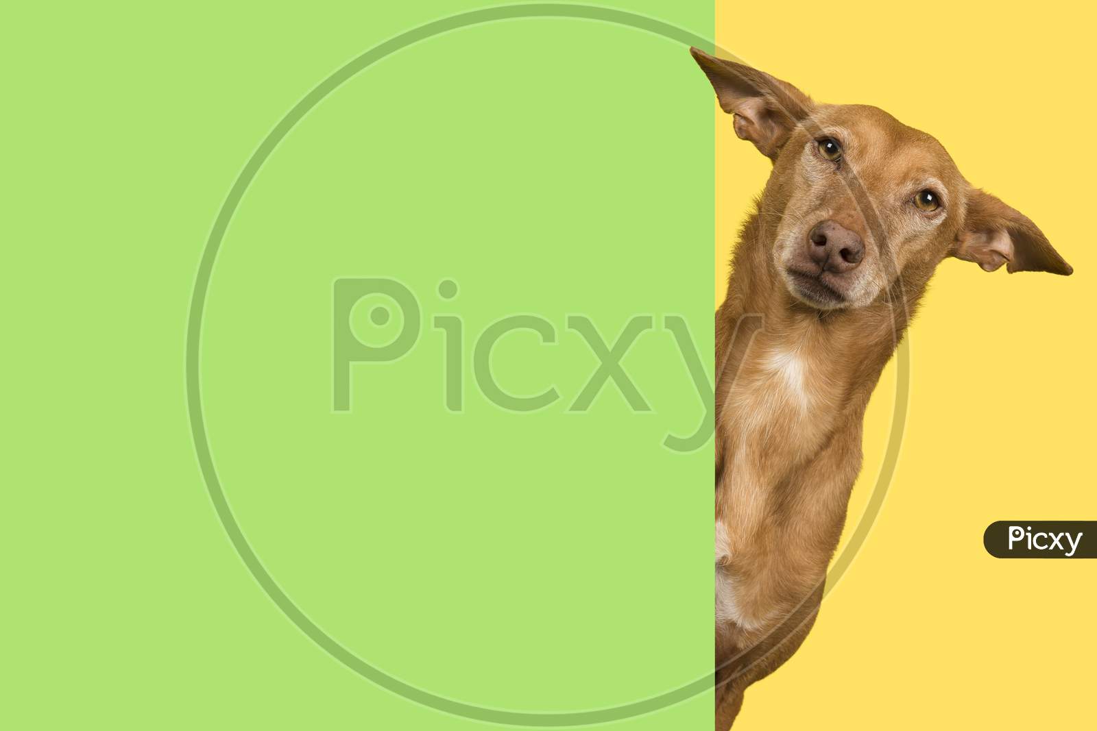 Portrait Of A Cute Podenco Andaluz On A Yellow Background Looking Around The Corner Of A Green Empty Board With Space For Copy