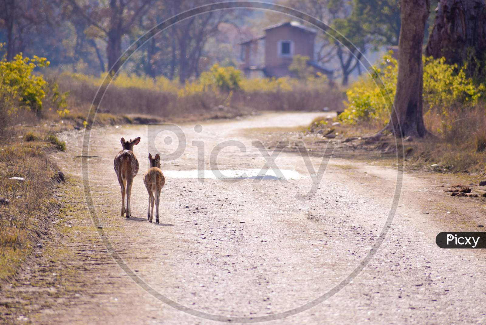 Deer Family walking in the Jungle