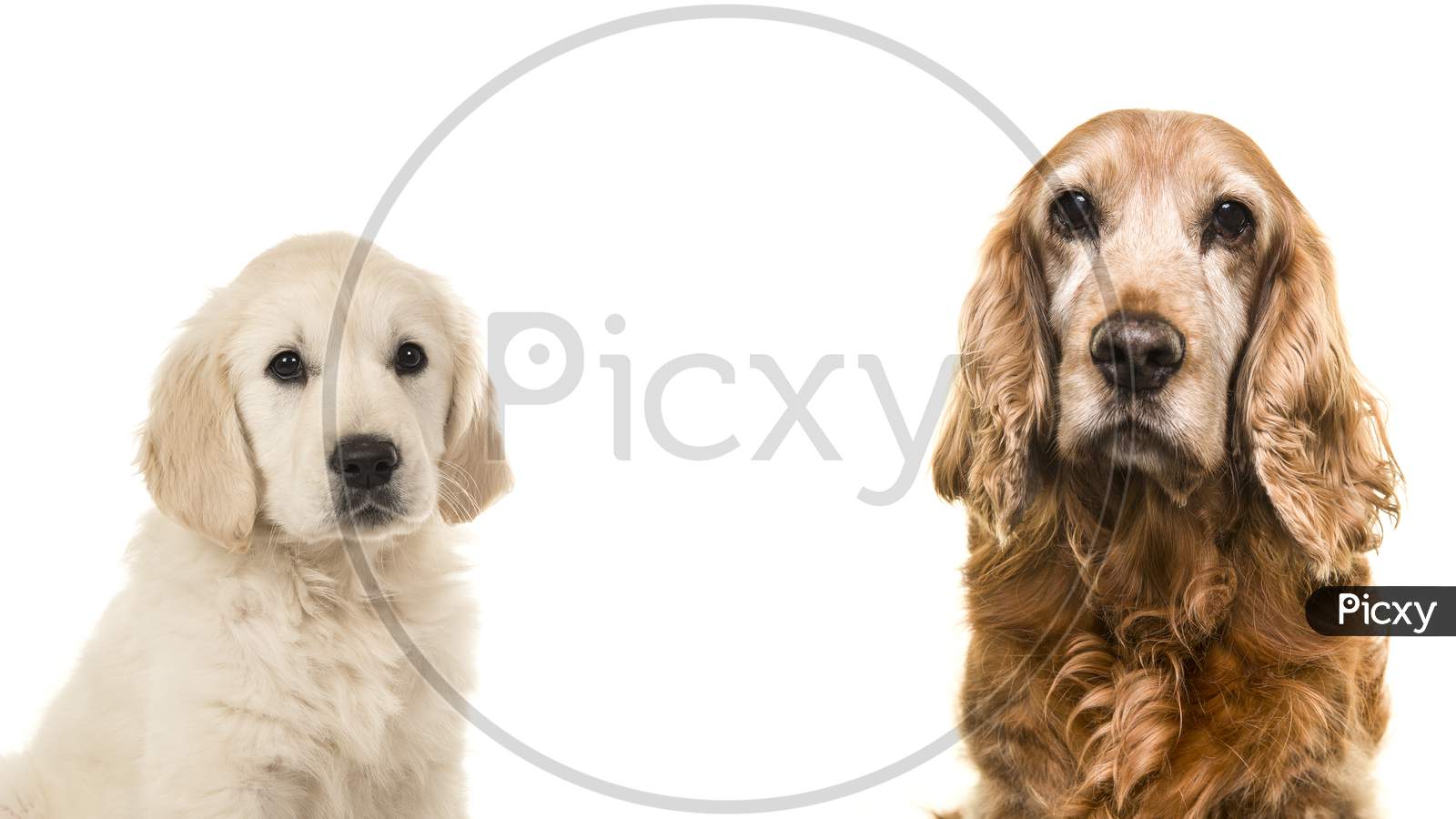 Portrait Of A Senior Cocker Spaniel Dog And A Young Golden Retriever Puppy On A White Background