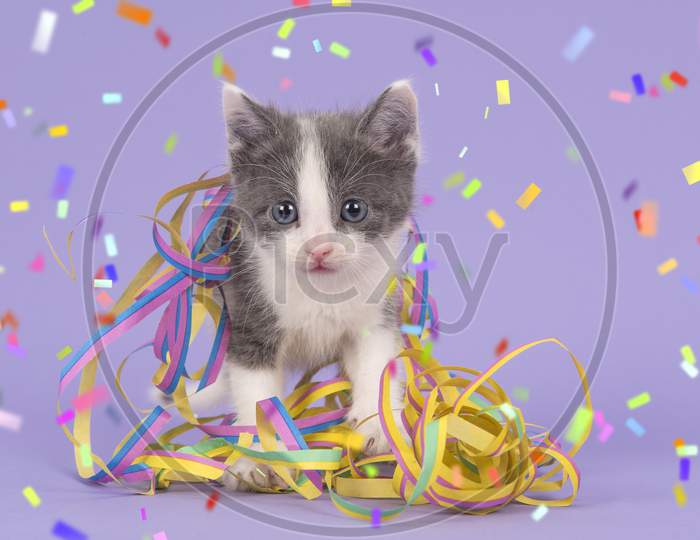Cute Kitten Between Birthday Or Party Celebrations Garlands On A Purple Background With Confetti