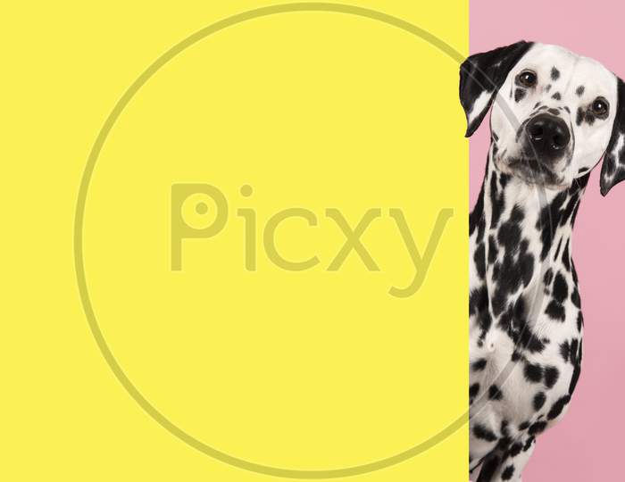 Portrait Of A Dalmatian Dog On A Pink Background Looking Around The Corner Of An Yellow Empty Board With Space For Copy