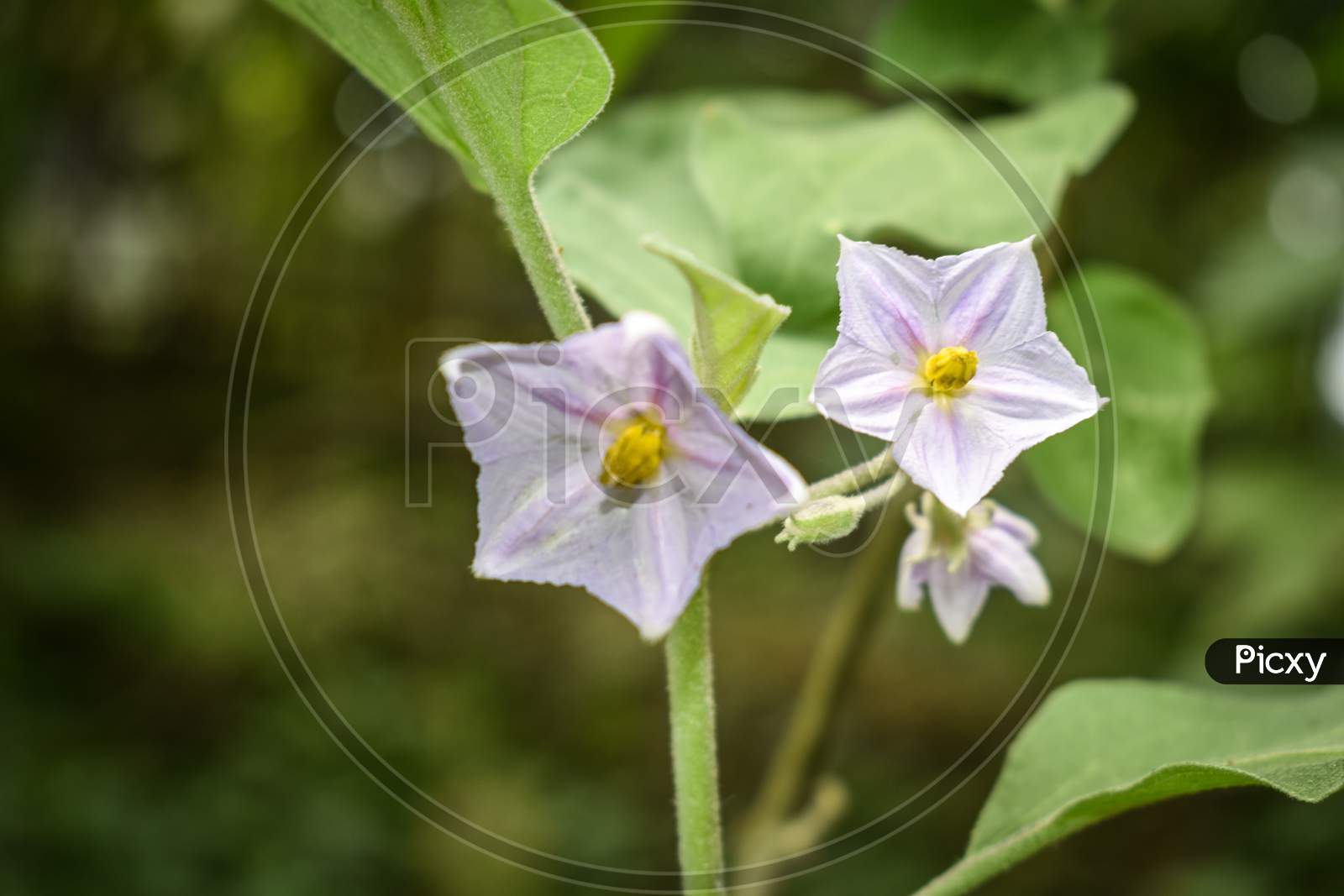 Eggplant flowers