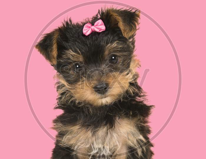 Cute Sitting Yorkshire Terrier, Yorkie Puppy Wearing A Pink Bow Looking At The Camera On A Pink Background