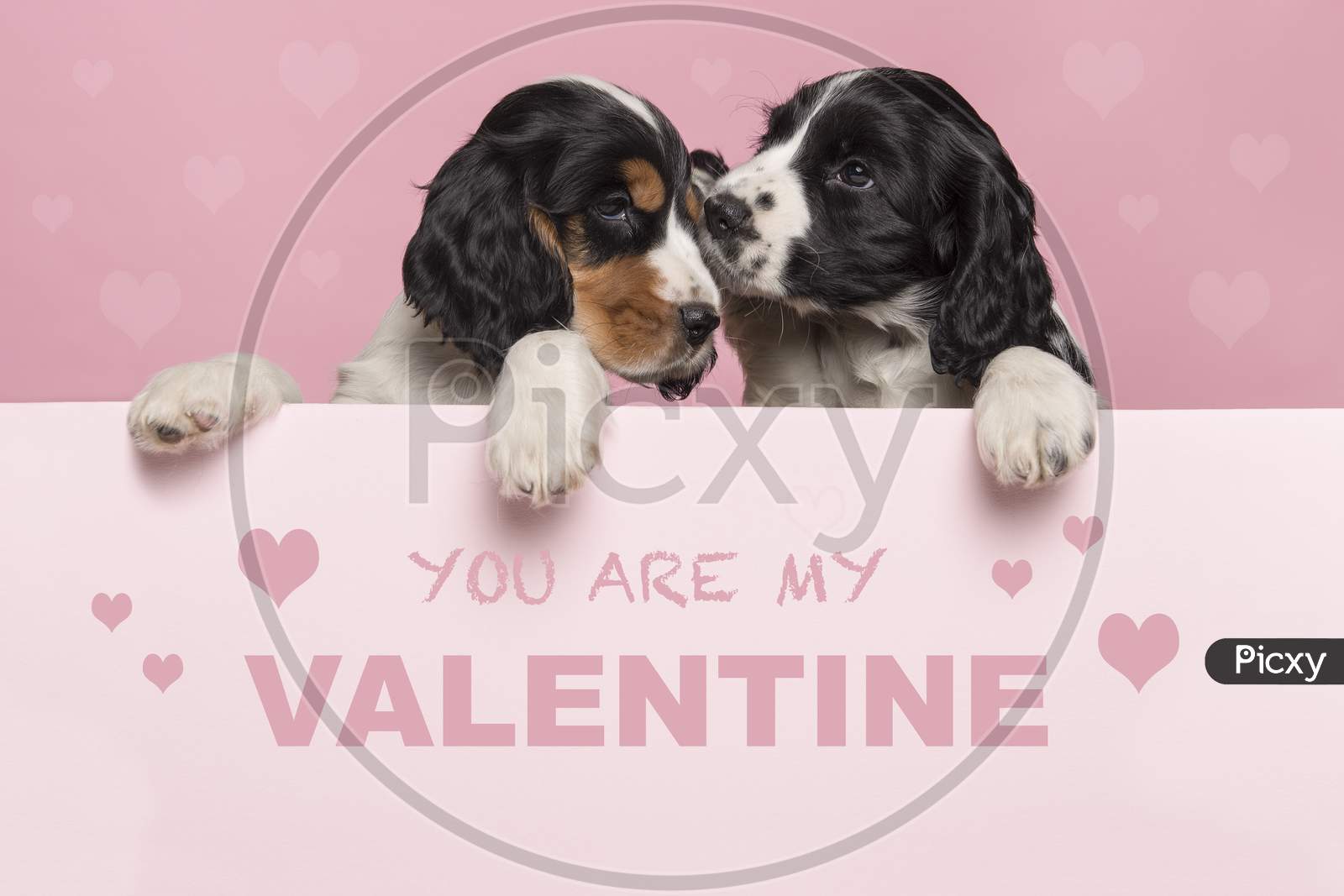 Valentine’S Day Greeting Card With Two Cuddling Cocker Spaniel Puppies Hanging Over The Border Of A Pastel Pink Board With Text You Ar My Valentine