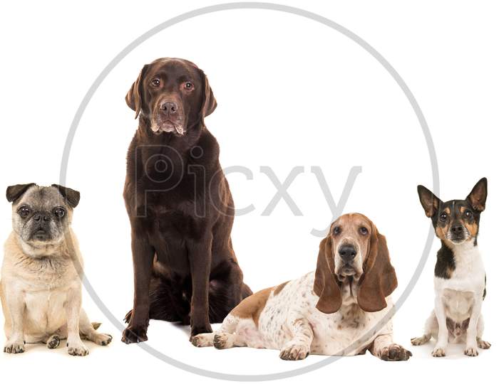 Group Of Various Breeds Of Elderly Senior Dogs Isolated On A White Background