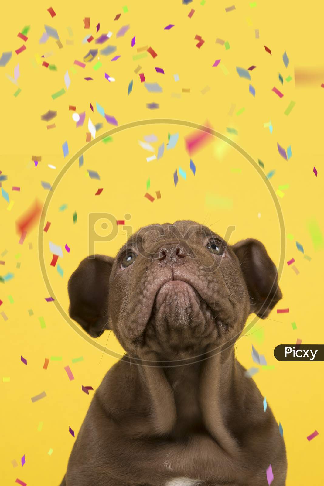 Portrait Of A Old English Bulldog Puppy Looking Up On A Yellow Background With Confetti In A Vertical Image