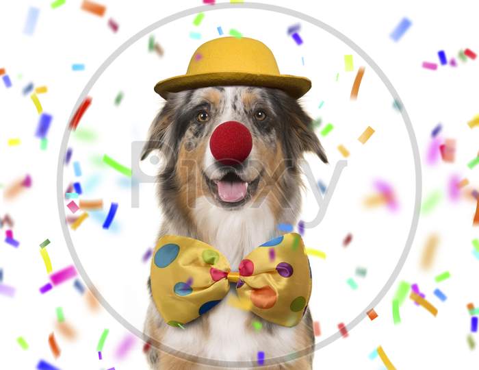 Australian Shepherd Smiling And Dressed Up As A Clown On A White Background With Confetti