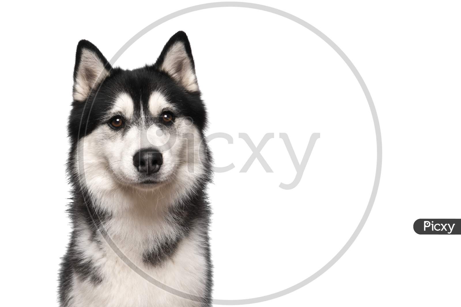Portrait Of A Siberian Husky Looking At The Camera On A White Background