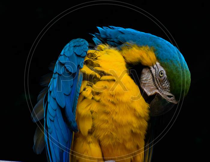 Colorful Parrot Macaw Scrathing itself