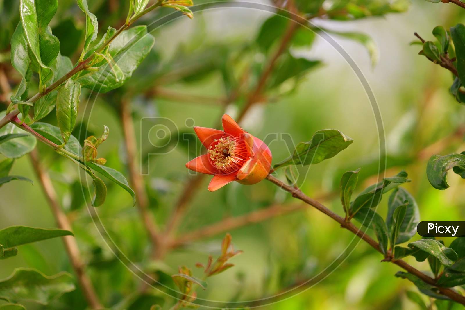 Red Flower Of Pomegranate With Blur Green Background