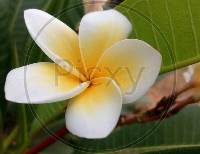 This white color Nayee Sampige flower (Tree Tale Champa) is decorative show flower and having good flavor.
